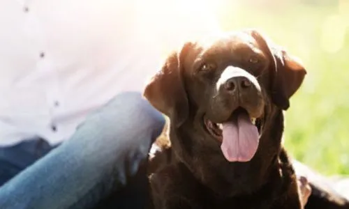 Un labrador marron, qui tire la langue, est assis à côté d’un homme dans l’herbe