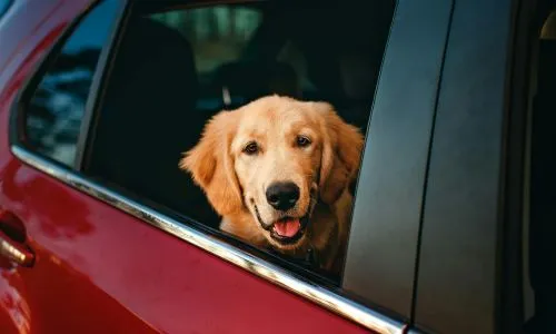 Un chien Golden Retriever beige sort sa tête par la fenêtre d’une voiture.